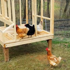 Chickens gathered inside and around a small backyard coop.