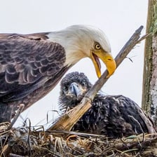 Eagle nest perched high on a rocky cliff