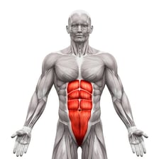 Anatomical illustration highlighting the human abdominal muscles