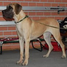 A large Great Dane standing upright