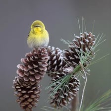A pine warbler perched in a pine tree while singing.
