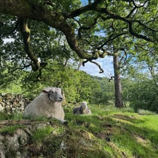 A yew tree and a female sheep shown together