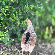 An adult female chicken standing outdoors.