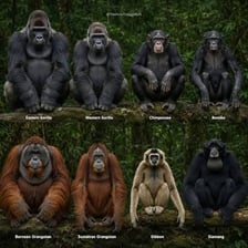 A gorilla and a gibbon, both members of the ape group