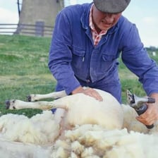 A farmer shearing wool from a sheep