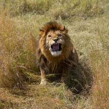 A lion with its mouth open while roaring.