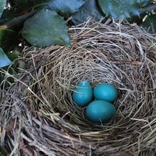 A bird nest containing eggs in a tree