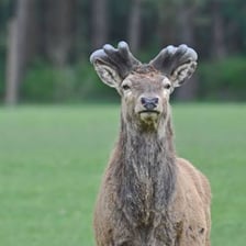 An adult male deer with antlers.