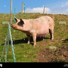 An adult female pig standing on a farm.