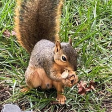 A squirrel holding and eating an acorn.