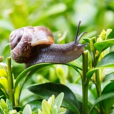 A snail moving across a green leaf