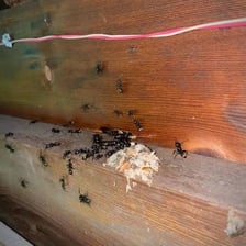 Carpenter ants gathered around a nest tunnel in a piece of wood