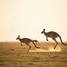 Kangaroos moving across an open field in Australia.