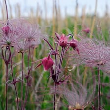 Wildflowers appear among grass in a field.