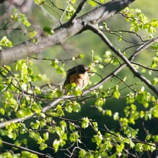 A bird perched on top of a branch.