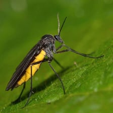 A close-up view of a small flying gnat.