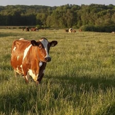 Cows grazing in a green pasture
