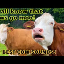 A cow standing in a pasture with its mouth open as if mooing