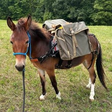 A donkey carrying packs on its back.
