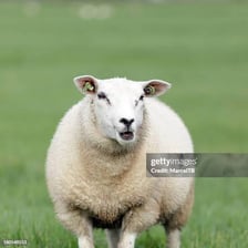 A sheep standing in a pasture