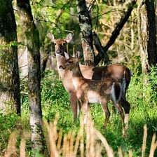 A female deer standing near a young fawn