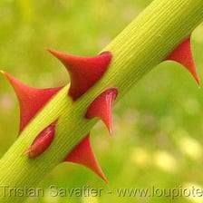 Sharp thorns along the stem of a rose