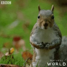 A squirrel holding or storing an acorn