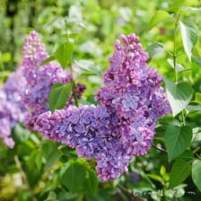 Clusters of pale purple lilac flowers