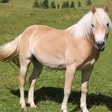 Several adult female horses standing in a pasture