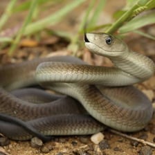 A black mamba snake moving through its natural habitat.