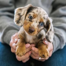 A puppy posed in an especially adorable way.