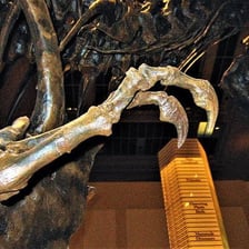 A Tyrannosaurus rex skeleton showing its small forelimbs.