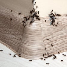A group of ants crawling near food in a pantry.