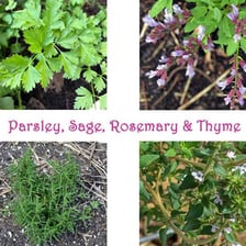 Fresh parsley, sage, rosemary, and thyme arranged together.