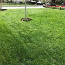 A neatly mown green lawn