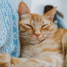 Domestic cat pictured with a relaxed, purring expression
