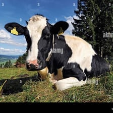 A cow chewing cud while standing in a pasture