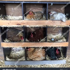 A hen inside a chicken coop near nesting boxes