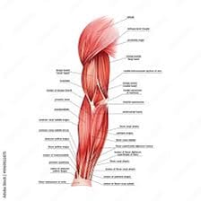 A diagram showing a human arm and leg as limbs.