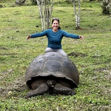 A giant tortoise walking on dry land.