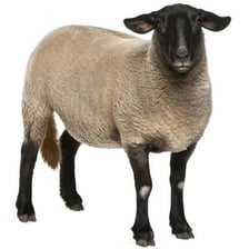 An adult female sheep standing in a pasture