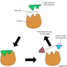 An educational illustration of an enzyme helping break down a food molecule.