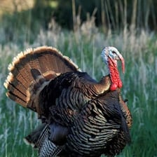 A male turkey displaying its feathers