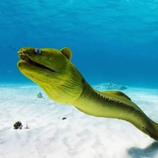 An eel swimming underwater