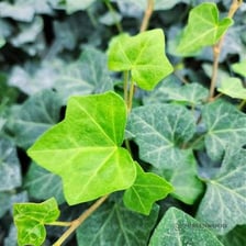 Green ivy growing over a wall
