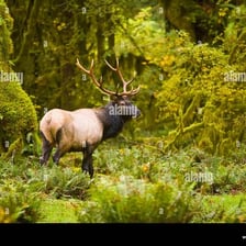 An adult elk standing in a meadow near trees