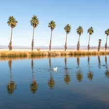 Palm trees and water form a green oasis amid dry desert terrain.