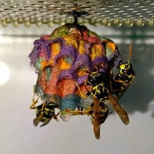 Wasps working on a papery nest