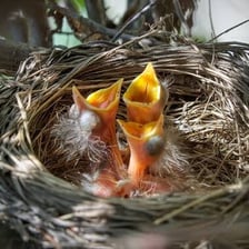 A bird nest containing young hatchlings.