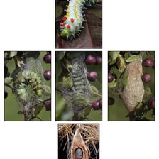 A moth caterpillar’s silk cocoon attached to a branch